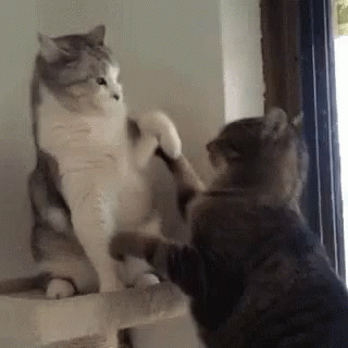 Cat Fight Funny Animals GIF - Cat Fight Funny Animals GIFs