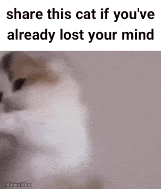 Cat Lost Mind GIF - Cat Lost Mind Share This Cat GIFs