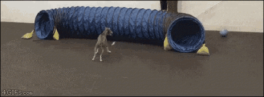 Dog Chased GIF - Dog Chased In GIFs