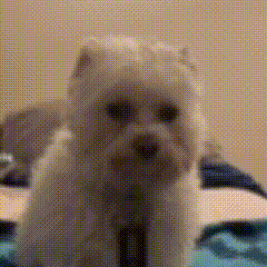 Frown Dog Puppy GIF - Frown Dog Dog Puppy GIFs