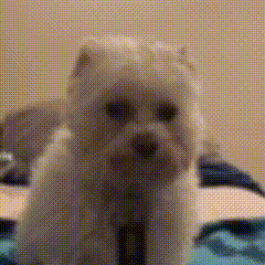 a small white dog is sitting on top of a bed .