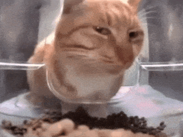 Cat Meme Squinting Cat GIF - Cat Meme Squinting Cat Squinting Cat Meme GIFs
