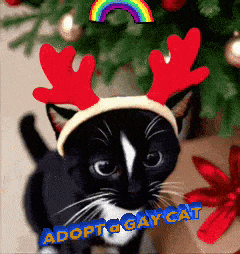 a black and white cat wearing a headband with red antlers and the words adopt gay cat