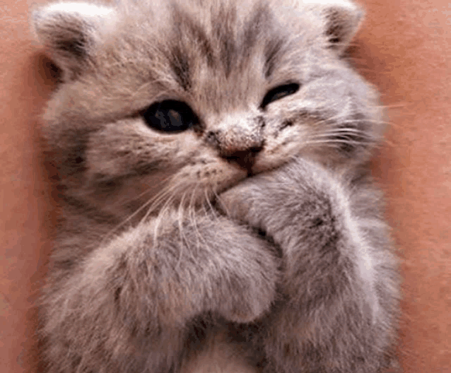 a small gray kitten is sitting on a person 's lap with its paws on its face .