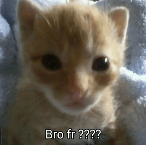 Bro Fr Cat GIF - Bro Fr Cat GIFs