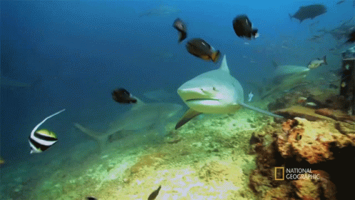 Hungry When Sharks Attack GIF - Hungry When Sharks Attack Nat Geo GIFs