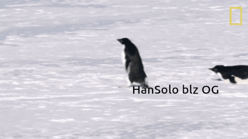 two penguins are standing in the snow with hansolo blz og written on the bottom right