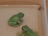 Jerk Frog GIF - Jerk Frog GIFs