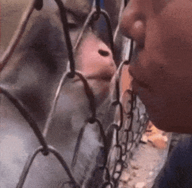 a man is looking through a fence at a monkey .