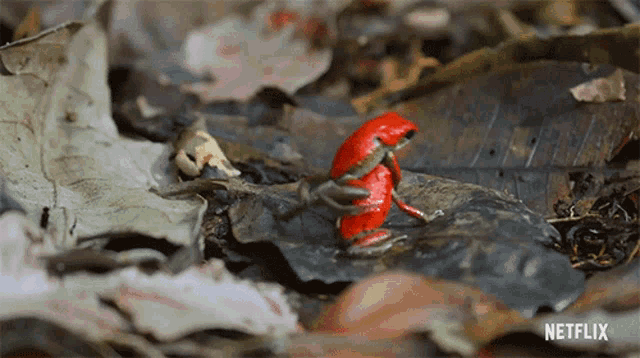 a red frog is sitting on a leaf with a netflix logo in the corner .