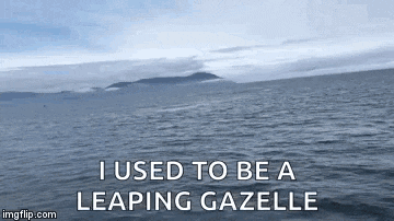 a picture of a body of water with the words `` i used to be a leaping gazelle '' written on it
