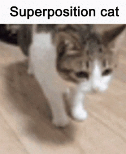 Superposition Cat GIF - Superposition Cat GIFs