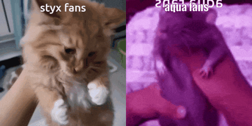 a picture of a cat and a picture of a rat with the words styx fans written on it