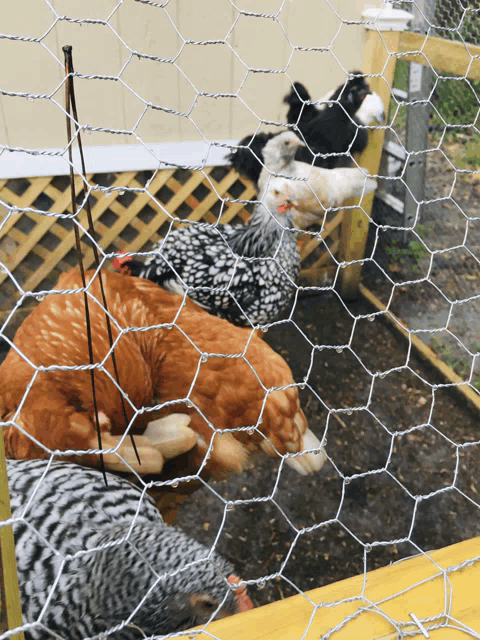 several chickens are behind a chicken wire fence in a chicken coop