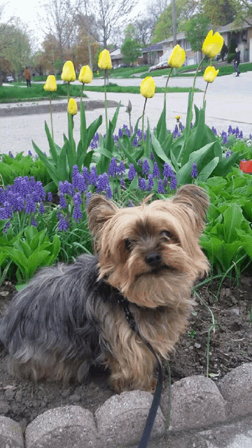a small dog is laying in a flower bed with yellow tulips in the background
