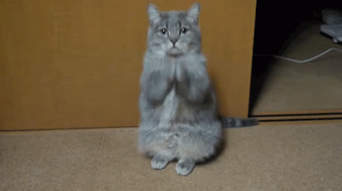 Cat Wtf GIF - Cat Wtf What Are You Doing GIFs