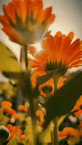 the sun is shining through the petals of a flower