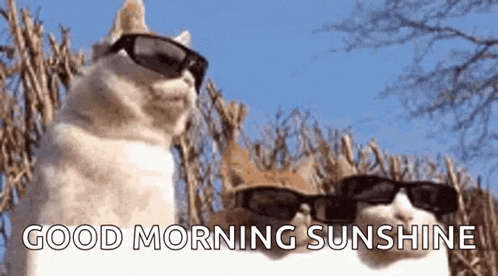 a couple of cats wearing sunglasses and the words `` good morning sunshine '' .