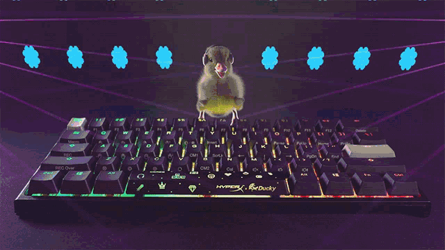 Hyperx Ducky GIF - Hyperx Ducky Ducky Keyboard GIFs