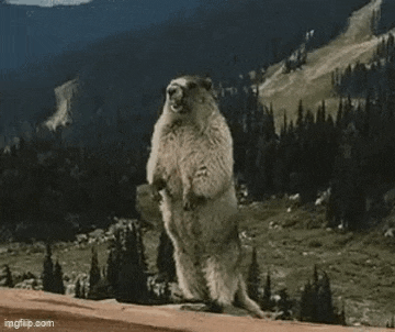 a groundhog is standing on its hind legs on top of a hill in the woods .