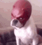 a small dog wearing a red helmet on its head .