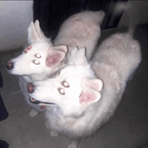 two white dogs with red eyes are looking up at the camera