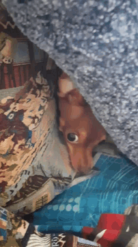 a stuffed animal is laying under a blanket with a blue blanket that has the letter r on it