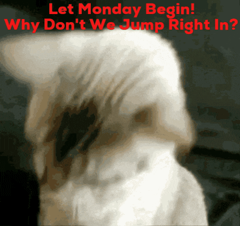 a blurred image of a cat with the words let monday begin why don 't we jump right in