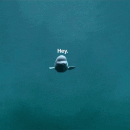 Hey Dolphin GIF - Hey Dolphin Swim GIFs