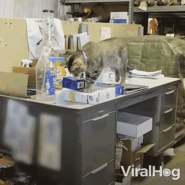 Cat Pushing Something Off Desk Viralhog GIF - Cat Pushing Something Off Desk Viralhog Cats Being Cats GIFs