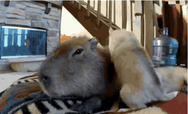 Capybara Neats GIF