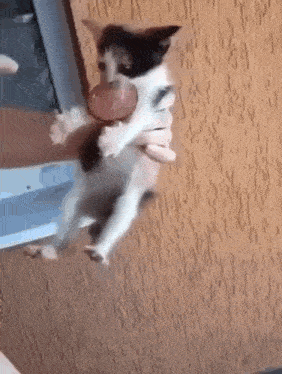 a black and white cat is being held in someone 's hands .