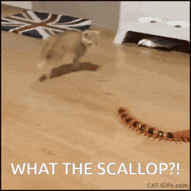 What The Scallop Cat GIF - What The Scallop What The Cat GIFs