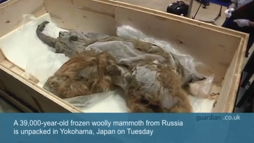 Japanese Scientists Got A Rare Look At A 39,000 Year-old Woolly Mammoth On Tuesday. GIF - News Japan Woolly Mammoth GIFs
