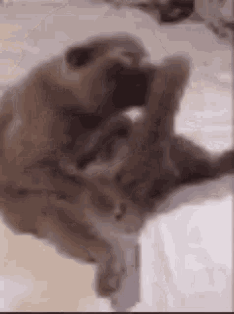 two cats are playing with each other on a bed and one of them is scratching its head .
