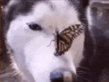 a butterfly is perched on the nose of a dog