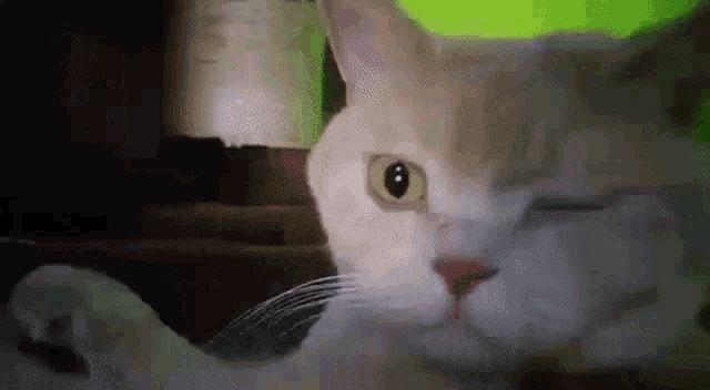 Nemisu Cat GIF - Nemisu Cat Pirate GIFs