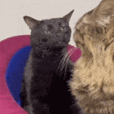 a black cat is sitting next to a brown cat .