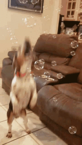 Perro Beagle GIF - Perro Beagle Bubbles GIFs