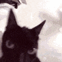 a close up of a black cat looking at the camera with a bird flying in the background .
