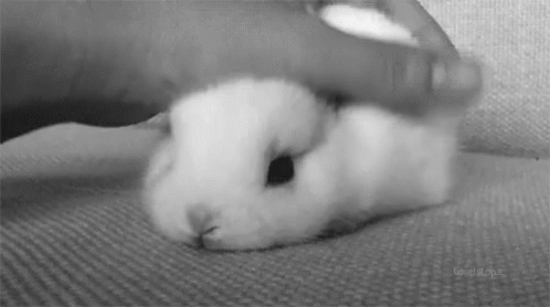 Cute Bunny GIF - Cute Bunny Cuddle GIFs