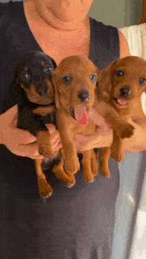 Dachshund Puppy Dogs Yawn GIF - Dachshund Puppy Dogs Yawn GIFs