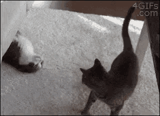 a black and white cat is standing next to another cat on a carpet .