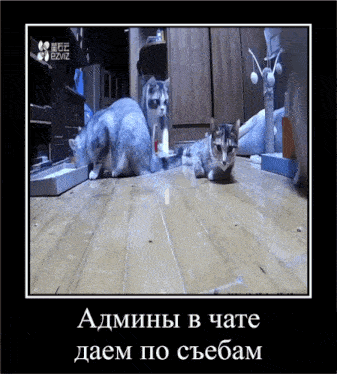 a picture of two cats laying on a wooden floor with the caption admins in chate