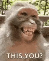 a monkey is smiling with its mouth open and says `` this you ? '' .
