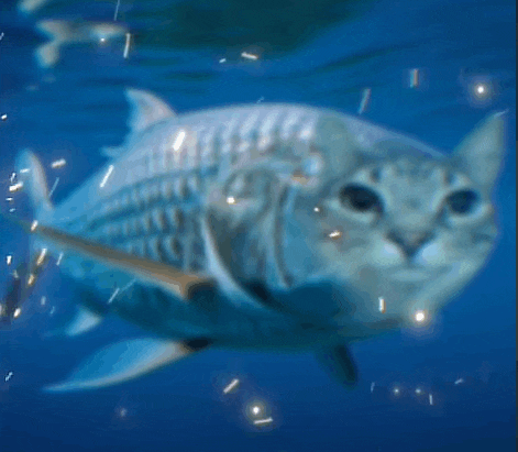 a fish that looks like a cat swimming in the ocean