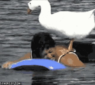 Goose Surfing GIF - Goose Surfing Lady GIFs