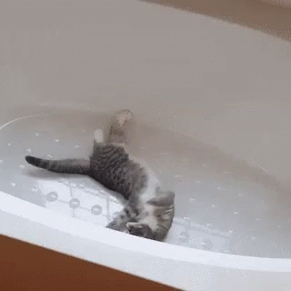 Sillykitty Cat GIF - Sillykitty Cat Playing GIFs