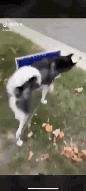 a husky dog is standing on its hind legs in the grass next to a blue sign .