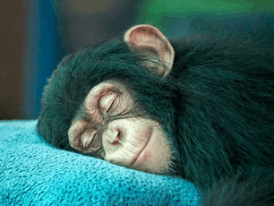 a chimpanzee is sleeping on a blue towel